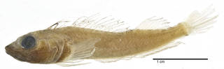 To NMNH Extant Collection (Helcogramma steinitzi USNM 205787 holotype photograph lateral view)