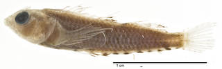 To NMNH Extant Collection (Enneapterygius altipinnis USNM 205807 holotype photograph lateral view)