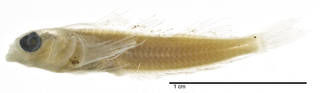 To NMNH Extant Collection (Enneapterygius obscurus USNM 205818 holotype photograph lateral view)