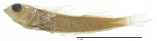 To NMNH Extant Collection (Enneapterygius pallidus USNM 212156 holotype photograph lateral view)