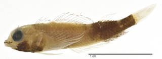 To NMNH Extant Collection (Enneapterygius hemimelas USNM 220068 neotype photograph lateral view)
