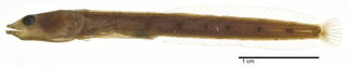 To NMNH Extant Collection (Chaenopsis roseola USNM 221167 holotype photograph lateral view)