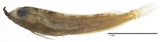 To NMNH Extant Collection (Helcogramma rhinoceros USNM 222370 holotype photograph lateral view)