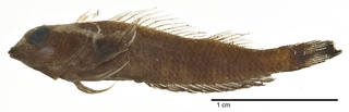 To NMNH Extant Collection (Enneapterygius fuscoventer USNM 259131 holotype photograph lateral view)