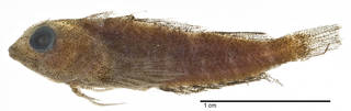 To NMNH Extant Collection (Enneapterygius pallidoserialis USNM 279812 holotype photograph lateral view)