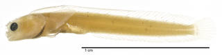To NMNH Extant Collection (Acanthemblemaria paula USNM 301835 holotype photograph lateral view)