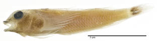 To NMNH Extant Collection (Enneapterygius signicauda USNM 344013 holotype photograph lateral view)