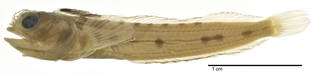 To NMNH Extant Collection (Acanthemblemaria mangognatha USNM 346392 holotype photograph lateral view)