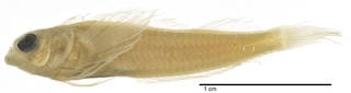 To NMNH Extant Collection (Enneapterygius genamaculatus USNM 357600 holotype photograph lateral view)