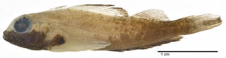 To NMNH Extant Collection (Helcogramma randalli USNM 366861 holotype photograph lateral view)