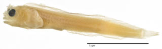 To NMNH Extant Collection (Acanthemblemaria harpeza USNM 367203 holotype photograph lateral view)