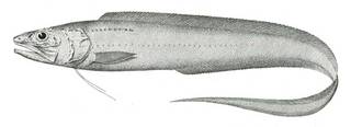 To NMNH Extant Collection (Porogadus miles P06910 illustration)