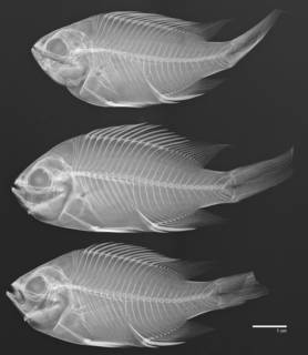 To NMNH Extant Collection (Chromis intercrusma USNM 77590 paratype radiograph lateral small specimen)
