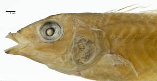 To NMNH Extant Collection (Pseudojulis inornatus USNM 44273 holotype photograph head)