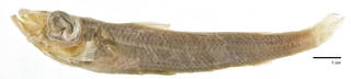 To NMNH Extant Collection (Chlorophthalmus albatrossi USNM 10161 syntype photograph lateral view specimen 1)