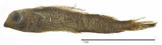 To NMNH Extant Collection (Enneapterygius tusitalae USNM 051800 holotype photograph lateral view)