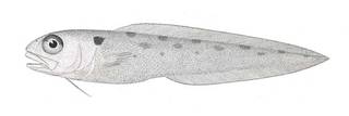 To NMNH Extant Collection (Otophidium mostigma P08349 illustration)