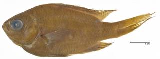 To NMNH Extant Collection (Chromis intercrusma USNM 77590 paratype photograph lateral view small specimen)