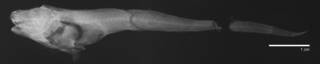 To NMNH Extant Collection (Careproctus ectenes USNM 48618 holotype radiograph)