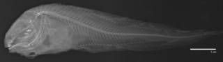 To NMNH Extant Collection (Careproctus acanthodes USNM 73332 holotype radiograph)