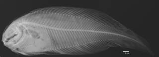 To NMNH Extant Collection (Careproctus trachysoma USNM 73333 holotype radiograph)