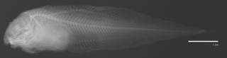 To NMNH Extant Collection (Careproctus segaliensis USNM 73336 holotype radiograph)