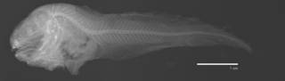To NMNH Extant Collection (Careproctus sinensis USNM 73339 holotype radiograph)