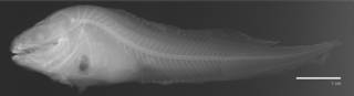 To NMNH Extant Collection (Careproctus mollis USNM 74383 holotype radiograph)