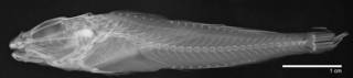 To NMNH Extant Collection (Artediellus fuscimentus USNM 74464 holotype radiograph)