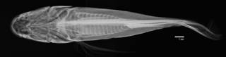 To NMNH Extant Collection (Oreochromis niloticus USNM 88947 radiograph dorsal)