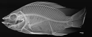 To NMNH Extant Collection (Oreochromis niloticus USNM 88947 radiograph lateral)