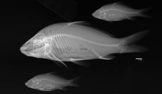 To NMNH Extant Collection (Cyprinus carpio USNM 364642 radiograph lateral 3 specimen)