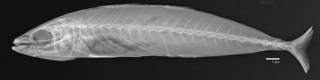 To NMNH Extant Collection (Decapterus canonoides USNM 50846 holotype radiograph lateral)