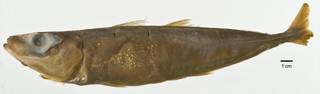 To NMNH Extant Collection (Decapterus afuerae USNM 77733 holotype photograph lateral view)