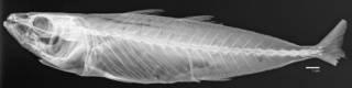 To NMNH Extant Collection (Decapterus afuerae USNM 77733 holotype radiograph lateral)