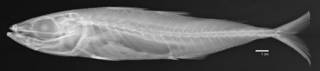 To NMNH Extant Collection (Decapterus tabl USNM 202744 holotype radiograph lateral)