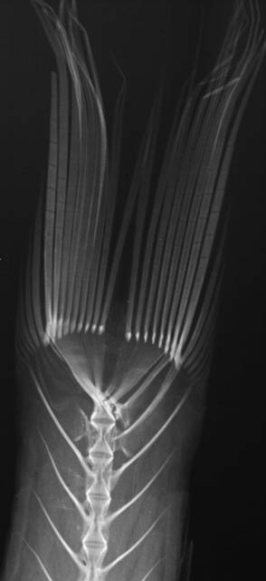 To NMNH Extant Collection (Apogon franssedai USNM 298668 paratype radiograph caudal close up larger specimen)