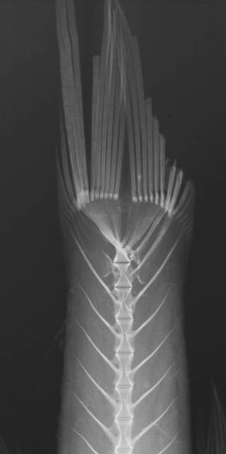 To NMNH Extant Collection (Apogon franssedai USNM 298668 paratype radiograph caudal close up smaller specimen)