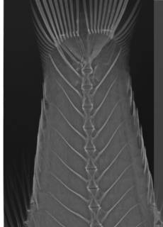 To NMNH Extant Collection (Apogon ocellicaudus USNM 328634 paratype radiograph caudal close up large specimen)