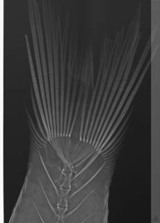To NMNH Extant Collection (Apogon ocellicaudus USNM 328634 paratype radiograph caudal close up medium specimen)