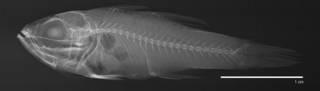To NMNH Extant Collection (Apogon cladophilus USNM 351560  paratype radiograph lateral)