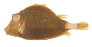 To NMNH Extant Collection (Tetrosomus concatenatus USNM 47788 photograph lateral view)