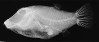 To NMNH Extant Collection (Canthigaster sanctaehelenae USNM 267871 radiograph lateral view)