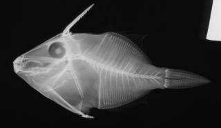 To NMNH Extant Collection (Stephanolepis retrospinus USNM 108467 holotype radiograph lateral view)