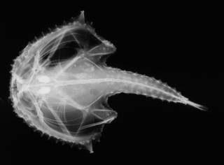 To NMNH Extant Collection (Halicmetus reticulatus USNM 70271 holotype radiograph ventral view.jpg)