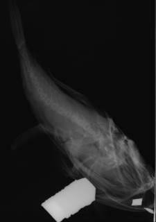 To NMNH Extant Collection (Lophiodes olivaceus USNM 70264 type radiograph ventral view)
