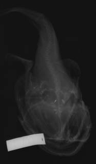 To NMNH Extant Collection (Lophiomus miacanthus USNM 51627 type radiograph ventral view)
