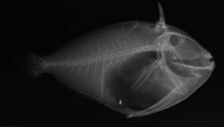 To NMNH Extant Collection (Pachygnathus nycteris USNM 50821 holotype radiograph lateral view)