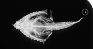 To NMNH Extant Collection (Matthopsis tiaralia USNM 49801 holotype radiograph ventral view)