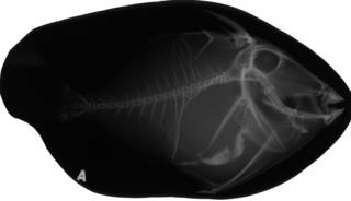 To NMNH Extant Collection (Balistes vetula Silver Bay 3479 radiograph lateral view.jpg)